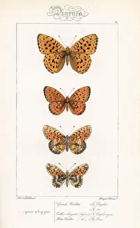 Euphrosyne: Fritillary butterfly varieties