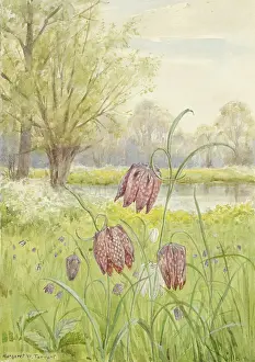 Meleagris: Fritillary or Snake's Head