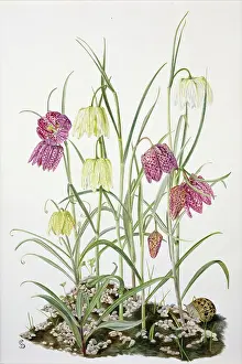 Fritillary: Fritillary ' yellow and purple flowers