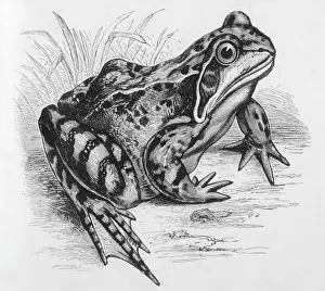 Buckland: FROG/1857 (BUCKLAND)