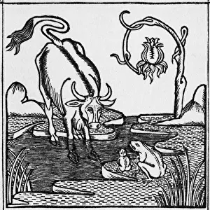 Litrature: The frog & the bull