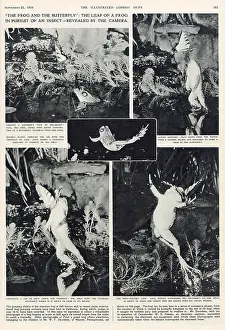 Pursuit: Frog and Butterfly