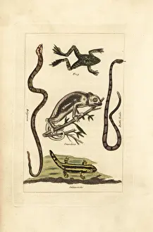 Rattlesnake: Frog, chameleon, salamander and snakes