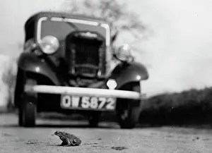 Spawning: Frog crossing road