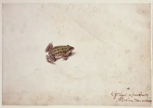 Flegel: Frog illustration