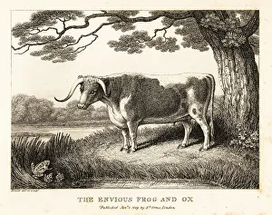 Samuel Howitt: A frog inflates itself to become a big as a cow