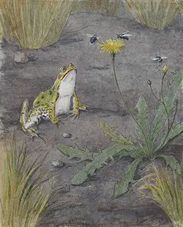 Amphibians: Frog Near a Dandelion with Flies