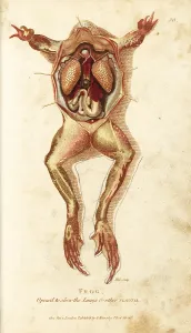 Viscera: Frog, opened to show the lungs and other viscera