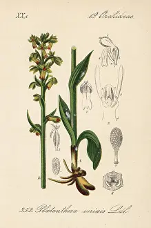 Platanthera: Frog orchid, Dactylorhiza viridis