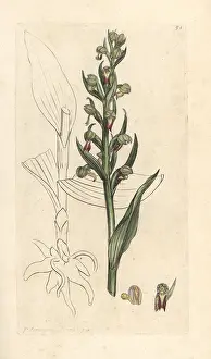 Orchis: Frog orchid, Dactylorhiza viridis