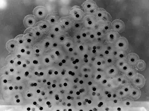 Spawn: FROG SPAWN