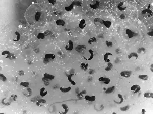 Tadpole: FROG SPAWN/TADPOLES