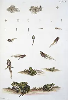 Tadpole: Frog-spawn, tadpoles and adult