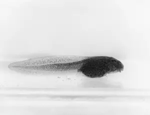 Tadpole: FROG TADPOLE