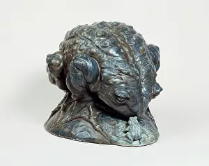 Toad: Frog and toad arching back