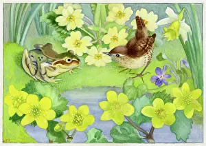 Heda: Frog and wren, with kingcups and primroses