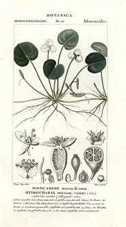 Plantain: Frogbit, Hydrocharis morsus-ranae
