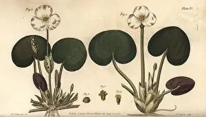 Sansom: Frogbit, Hydrocharis morsus-ranae