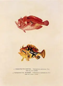 Blending: Two Frogfish