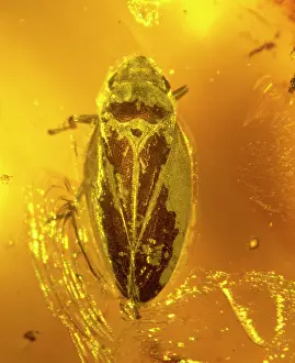 Palaeogene: Froghopper in amber