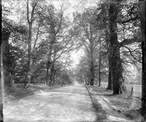 Tree Lined: Frognal Avenue, Sidcup