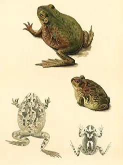 Toads: Frogs