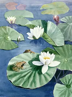 Waterlilies: Frogs Encounter ? frogs on waterlilies