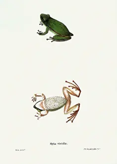 Duval: Frogs. Hyla viridis