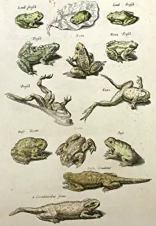 Amphibians: frogs and salamanders