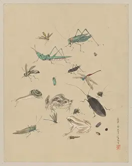 Grasshoppers: Frogs, snails, and insects, including grasshoppers, beetles