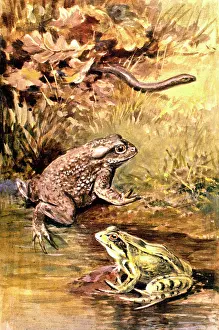 Reptiles: Two frogs and a snake