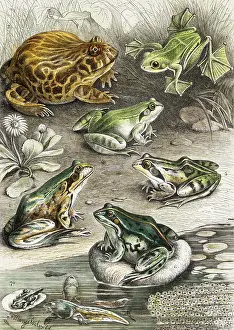 Tadpole: Frogs and tadpoles