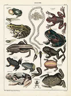 Cornutus: Frogs, toads and tadpoles