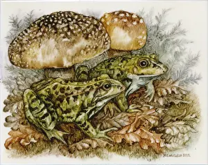 Whitaker: Frogs and toadstools