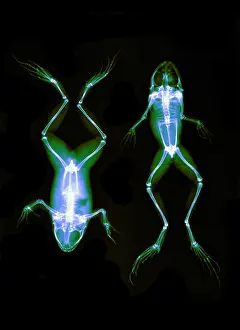 Abdomen: Frogs, X-ray, 1896