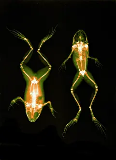 Abdomen: Frogs, X-ray, 1896