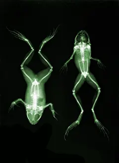 Abdomen: Frogs, X-ray, 1896