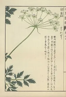 Color Printed: Fronds of leaves and a floret of small white