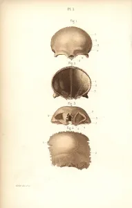 Corbie: Frontal bones of the skull