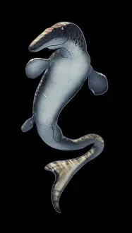 Mosasaur: Frontal view of a Mosasaurus aquatic reptile