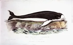 Historial: Fronted Dolphin - Animal - Nature