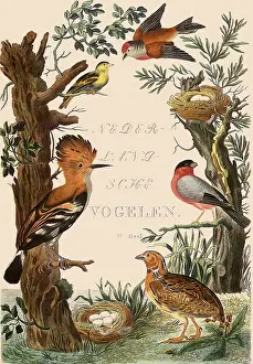 Christiaan: Frontispiece with Assorted Birds
