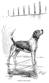 Vickerman: Frontispiece illustration by Cecil Aldin, Hotspur the Beagle