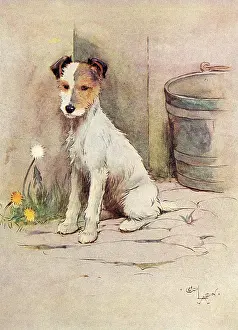 Dandelions: Frontispiece illustration, Peter, the fox terrier