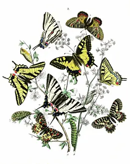 Prunus: Frontispiece, Papilionidae