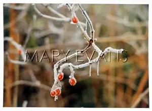 Se13: FROST IN SE13