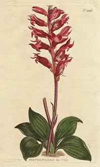 1790 1800: Frosted-flowered neottia, a native of Jamaica