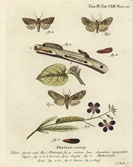 Frosted: Frosted orange moth and angle shades