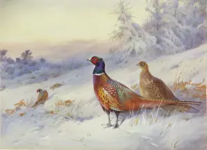 Pheasants: Frosty Sunrise ' Pheasants in Snow