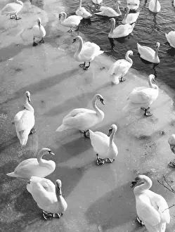Cygnets: FROZEN SWANS